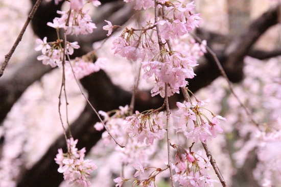 6365-15.3.29一重祇園枝垂れ桜　バック黒い枝.jpg